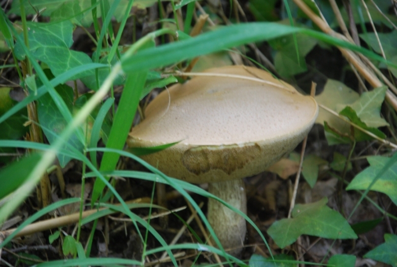 Fungo da determinare!!!